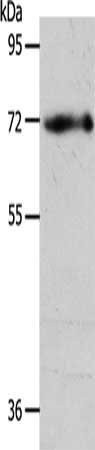 Anti-EGFL6