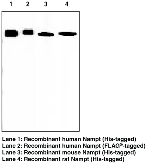 Anti-Nampt (Clone OMNI 379)