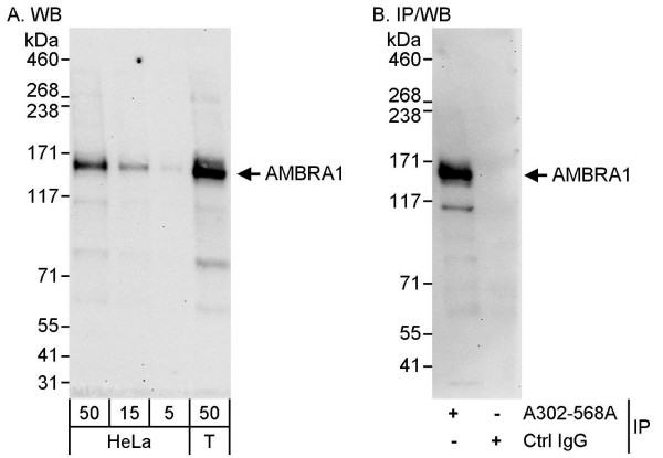 Anti-AMBRA1