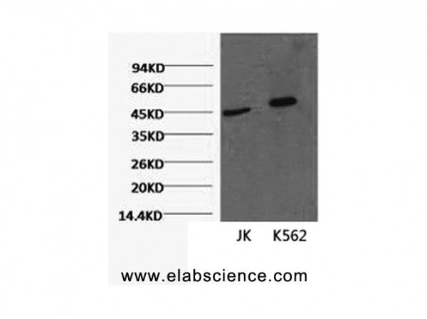 Anti-CD16, clone 2B1