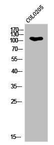 Anti-Phospho-KIF11 (T926)