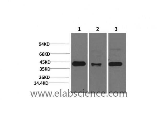 Anti-TBP, clone 4H2