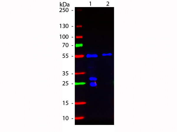 Anti-GOLDEN SYRIAN &amp; ARMENIAN HAMSTER IgG (H&amp;L), Affinity Purified Fluorescein Conjugated F(ab')2