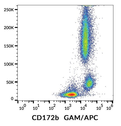 Anti-CD172b / SIRPB1, clone B4B6