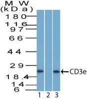 Anti-CD3e (T-Cell Marker)