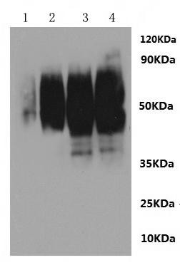 Sphingosine 1-phosphate receptor 2 (S1pr2)-VLPs, recombinant rat