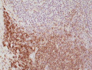 Anti-CD4 (human), Rabbit Monoclonal (RM345)