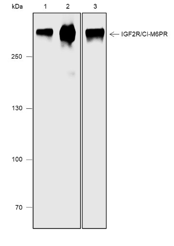 Anti-Recombinant IGF2R/CI-M6PR, clone A571