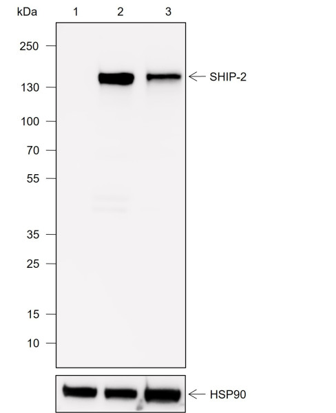 Anti-Recombinant SHIP-2, clone A749