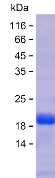 AHSG (human), recombinant protein