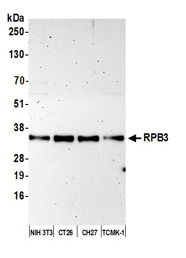 Anti-RPB3