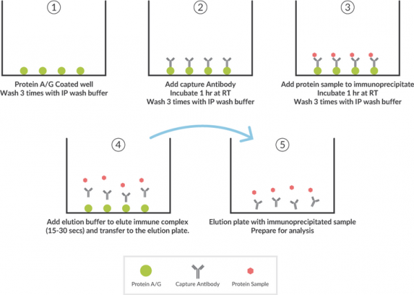 Protein A/G Coated Plate Immunoprecipitation Kit