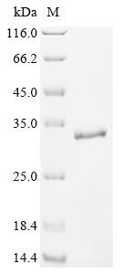 Lymphocyte antigen 86 (LY86), human, recombinant
