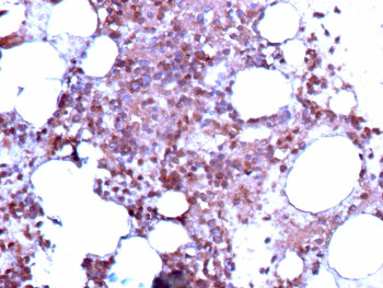 Anti-BST2 / CD317, clone BST2/13682R
