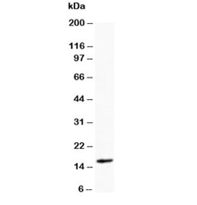 Anti-Myoglobin, clone Jan-12