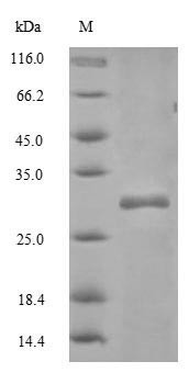 CD82 antigen (Cd82), partial, mouse, recombinant