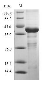 Interleukin 17A (IL17A), partial, rabbit, recombinant