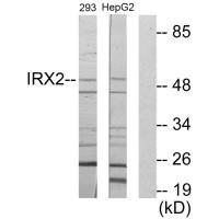 Anti-IRX2