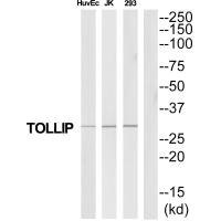 Anti-TOLLIP