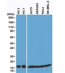 Anti-Histone H3 (Pan), clone RM188 (recombinant antibody)