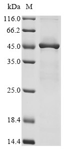 Elongation factor 2 (EEF2), partial, Cricetulus griseus, recombinant
