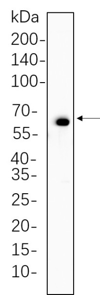 Anti-Recombinant Phospho-Paxillin (Tyr118), clone 10F8