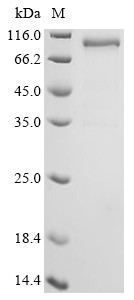 Serpin B9 (SERPINB9), Biotinylated, human, recombinant