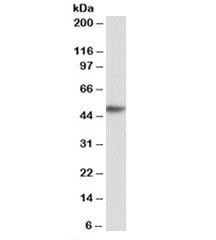Anti-FCER1A