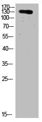 Anti-COL19A1
