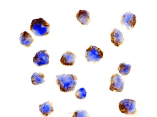 Anti-Bcl-10