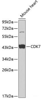 Anti-CDK7