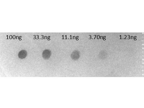 Anti-Human IgG F(c) [Goat] (Min X Bv Hs Ms &amp; Rt serum proteins) Alkaline Phosphatase conjugated F(ab