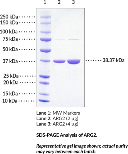 ARG2 (human, recombinant)