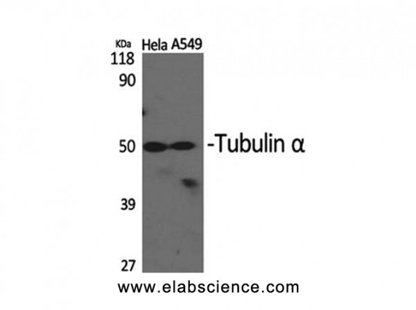 Anti-Tubulin alpha