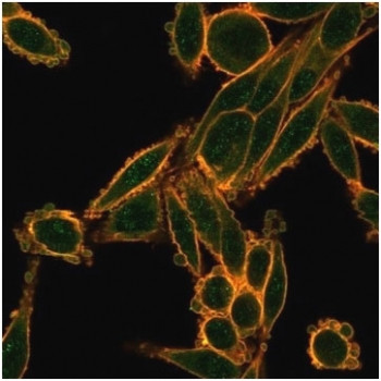 Anti-SMAD9, clone PCRP-SMAD9-2F4