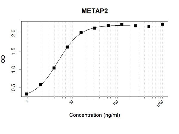 Anti-Human Methionine Aminopeptidase 2 Antibody Pair