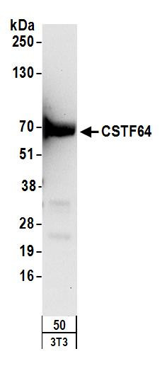 Anti-CSTF64