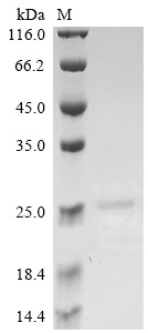 Apoptosis-associated speck-like protein containing a CARD (Pycard), partial, mouse, recombinant