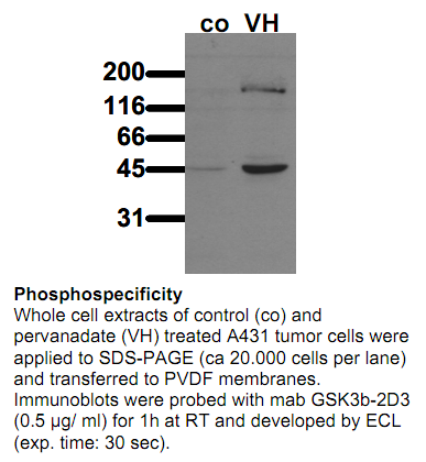 Anti-phospho-GSK3beta (Ser9), clone 2D3