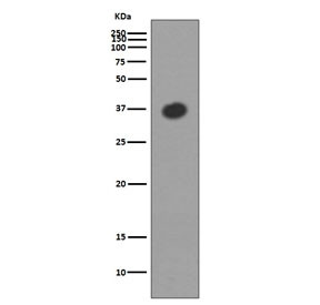 Anti-Maltose Binding Protein / malE / MBP tag, clone CII-13