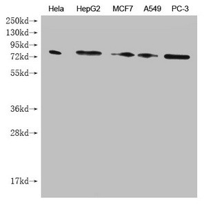 Anti-SMURF1 Monoclonal, clone 1A9H4