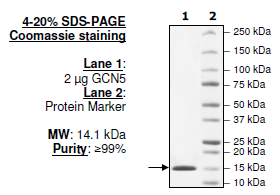 GCN5 (727-837), human recombinant, N-terminal His tag