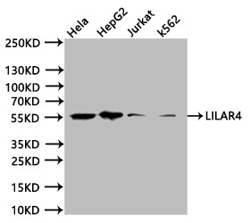 Anti-LILRA4, recombinant clone 24F6