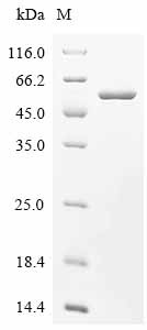 Basic leucine zipper and W2 domain-containing protein 2 (BZW2), human, recombinant