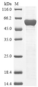Leucine-rich repeat LGI family member 3 (Lgi3), mouse, recombinant