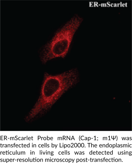 ER-mScarlet Probe mRNA (Cap-1, m1Psi)